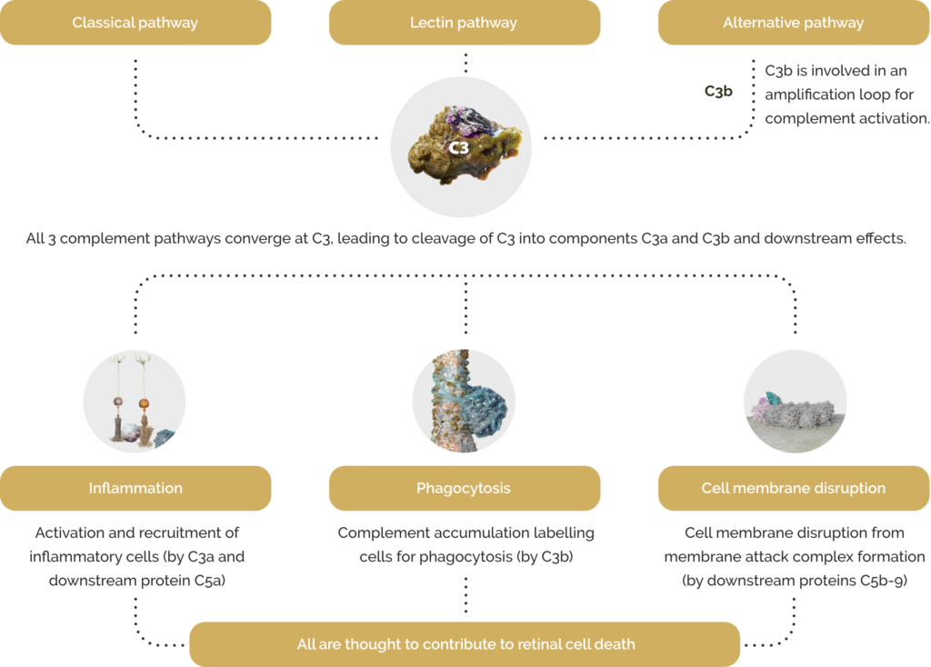 geographicatrophy.eu - consequences of complement overactivation